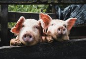 В регионе обнаружили африканскую чуму свиней