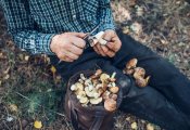 В пригороде Кирова нашли заблудившегося грибника