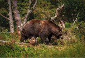 В Омутнинском районе медведь вышел к жилым домам