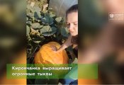 Кировчанка выращивает гигантские тыквы