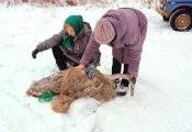 Кировчане спасли раненого лебедя, оказавшегося в ледяной ловушке