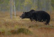 Косолапый метеор попал на видео