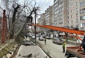 В Кировской области сильный ветер валит деревья. Фото