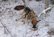 В Слободском районе беременная собака, привязанная к дереву, умирала от холода и голода